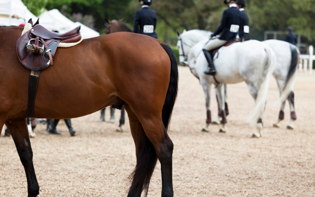 Everything You Need to Know About Virtual Horse Shows