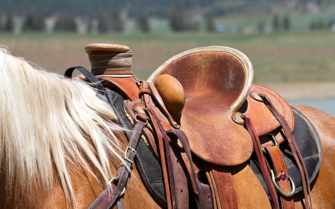 English Dressage vs. Western Dressage: What’s the Difference?